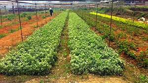 榴莲视频色板大全園金邊黃楊苗