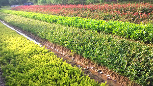 榴莲视频色板大全園各類小苗