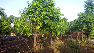 榴莲视频色板大全園紅豆杉