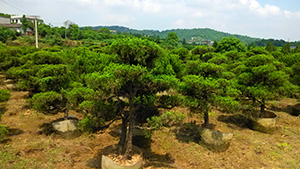 榴莲视频色板大全園造型柏樹