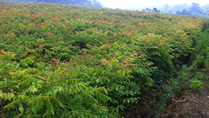 榴莲视频色板大全園欒樹