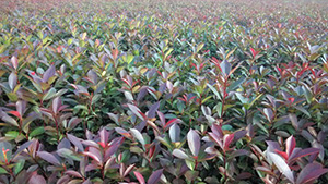 榴莲视频色板大全山莊苗木基地紅繼木小苗