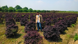 榴莲视频色板大全山莊苗木基地紅繼木球