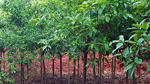 榴莲视频色板大全山莊苗木基地杜英