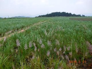 榴莲视频网站进入口後 榴莲视频网站进入口後
