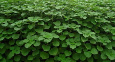 貴州省銅仁市生態榴莲视频网站进入口與精準扶貧示範區