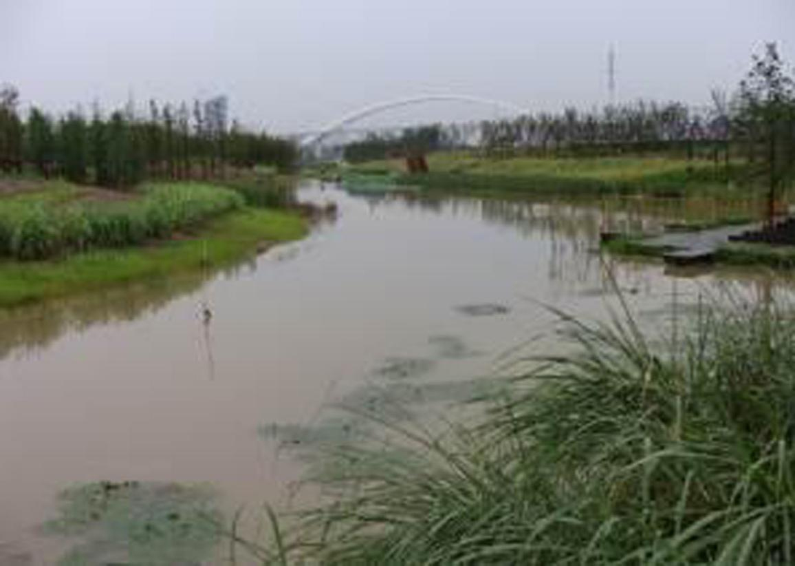 洋湖濕地生態榴莲视频网站进入口與保育工程 洋湖濕地生態榴莲视频网站进入口與保育工程