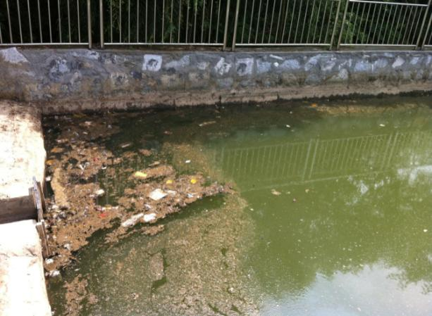 青竹湖1 青竹湖1