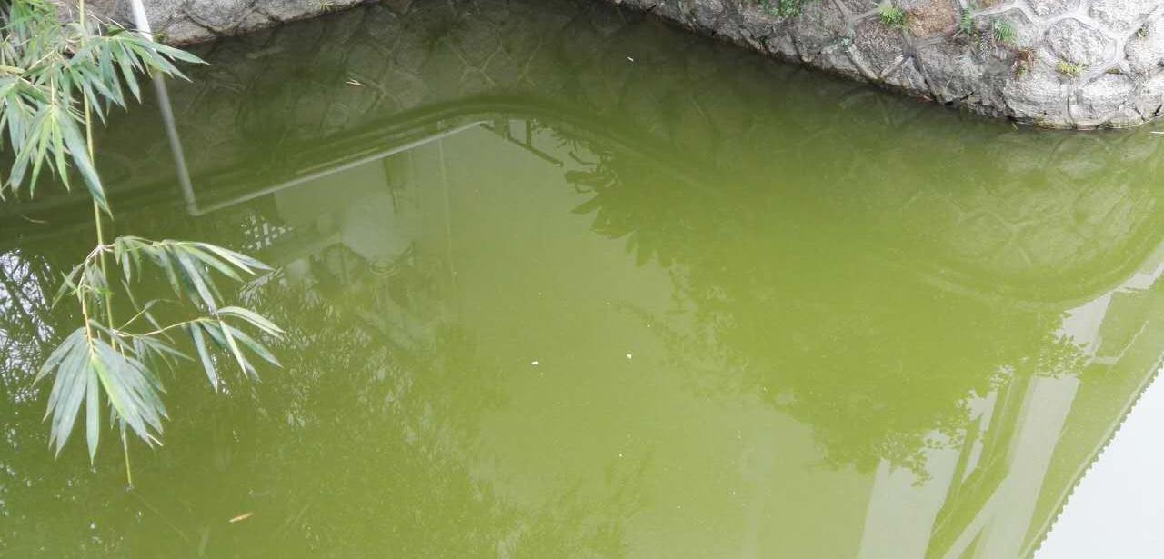 香蜜湖2 香蜜湖2