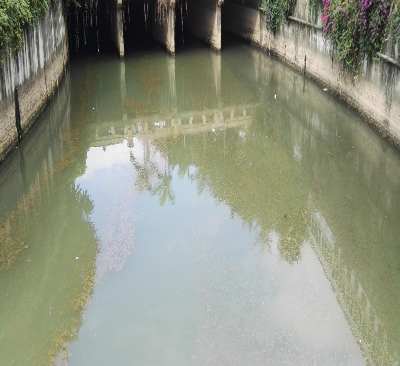 新洲河1 新洲河1