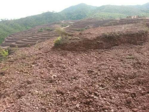益陽市泥江口石子塘礦山生態榴莲视频网站进入口——國家油茶林示範基地 益陽市泥江口石子塘礦山生態榴莲视频网站进入口——國家油茶林示範基地