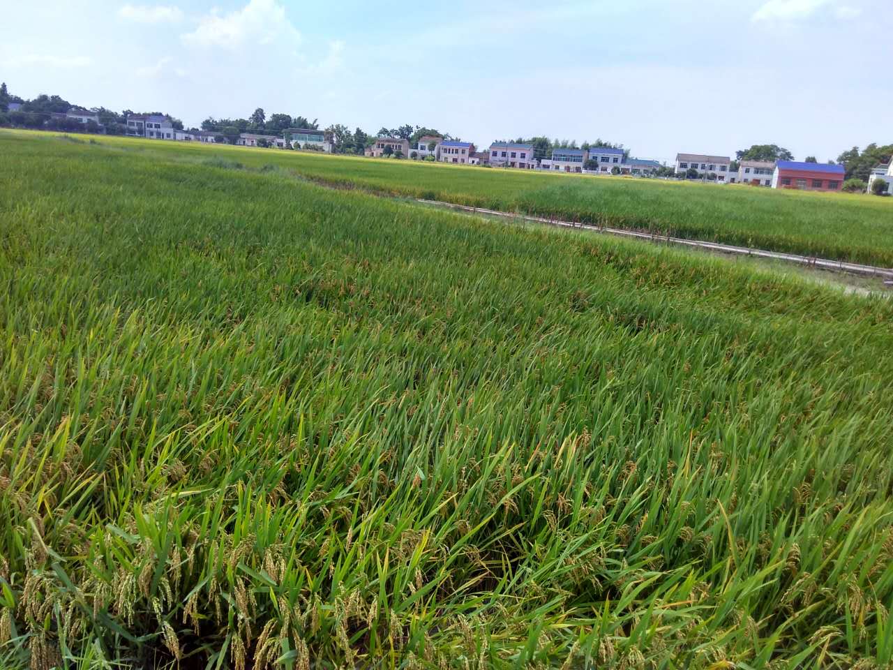 2017年度長沙縣重金屬汙染耕地榴莲视频网站进入口治理試點第三方治理采購項目