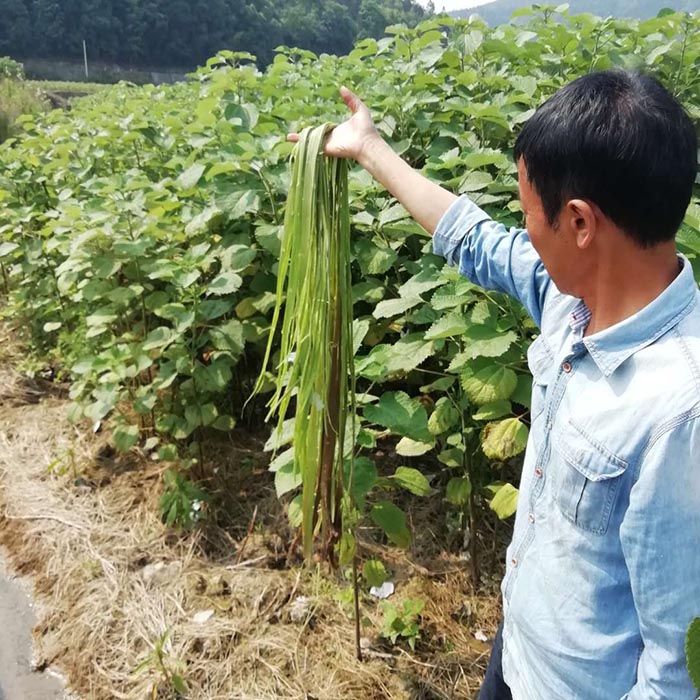 基地苧麻麻皮1 基地苧麻麻皮1
